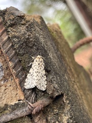 Alpenus maculosa