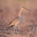 Eurasian Curlew - Photo (c) Вячеслав Ложкин, some rights reserved (CC BY-NC), uploaded by Вячеслав Ложкин