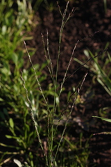 Eragrostis amurensis