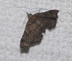 Esthlodora variabilis