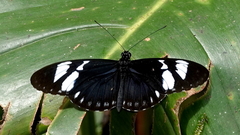 Heliconius cydno