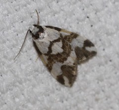 Thallarcha staurocola