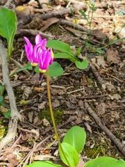 Primula fassettii