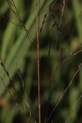 Eragrostis amurensis