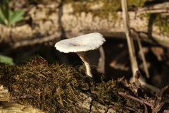 Lentinus substrictus