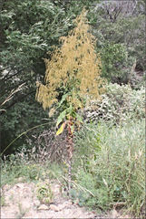 Calomeria amaranthoides