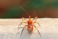 Sphedanolestes xiongi
