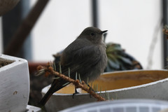 Phoenicurus ochruros