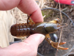 Lacunicambarus nebrascensis
