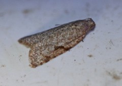 Meritastis piperata