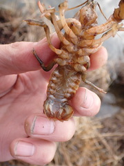 Lacunicambarus nebrascensis