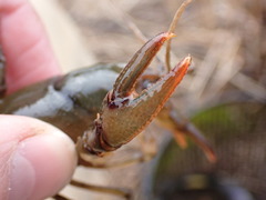 Lacunicambarus nebrascensis