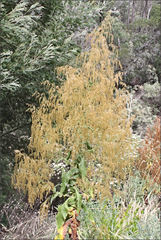 Calomeria amaranthoides