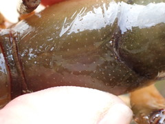 Lacunicambarus nebrascensis