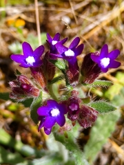 Anchusa hybrida