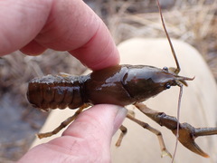 Lacunicambarus nebrascensis