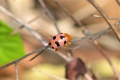 Podontia affinis