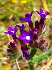 Anchusa hybrida