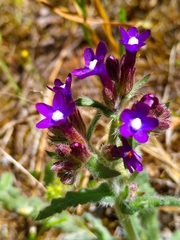 Anchusa hybrida