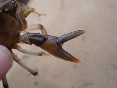 Lacunicambarus nebrascensis