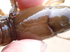 Lacunicambarus nebrascensis