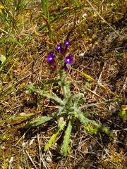 Anchusa hybrida