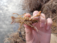 Lacunicambarus nebrascensis