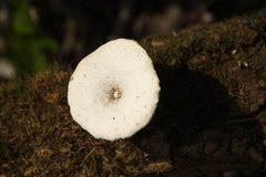 Lentinus substrictus