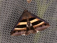 Grammodes cooma