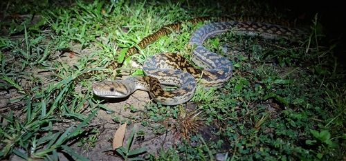 Australian Scrub Python sighting