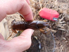 Lacunicambarus nebrascensis