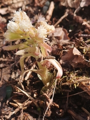 Petasites albus
