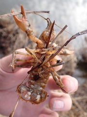 Lacunicambarus nebrascensis