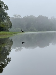 Pteronetta hartlaubii