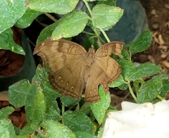 Junonia iphita