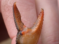 Lacunicambarus nebrascensis