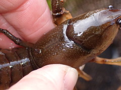 Lacunicambarus nebrascensis