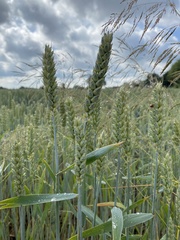 Triticum