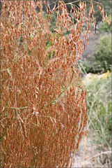 Calomeria amaranthoides