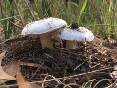 Amanita ananiceps