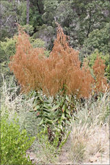 Calomeria amaranthoides