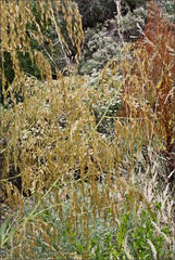 Calomeria amaranthoides