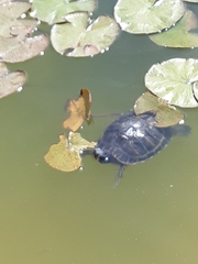 Trachemys scripta