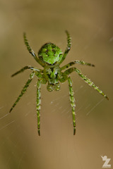 Cryptaranea atrihastula