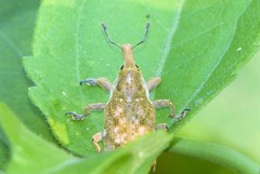 Xanthochelus major