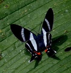 Rhetus dysonii psecas