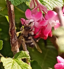 Melecta