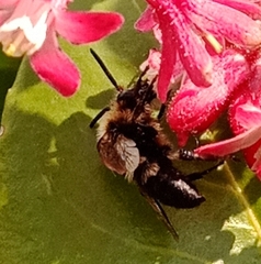 Melecta