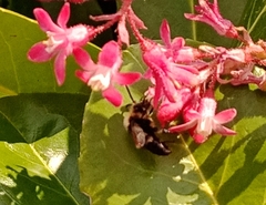 Melecta