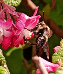 Melecta